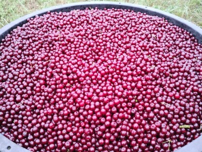 Arambašić voćne rakije