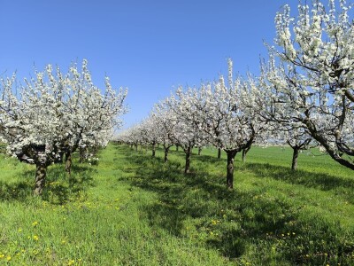Arambašić voćne rakije