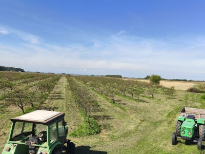 Arambašić voćne rakije