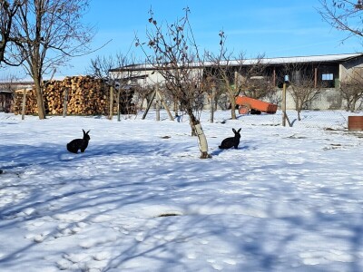 Arambašić voćne rakije