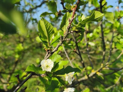 Arambašić voćne rakije