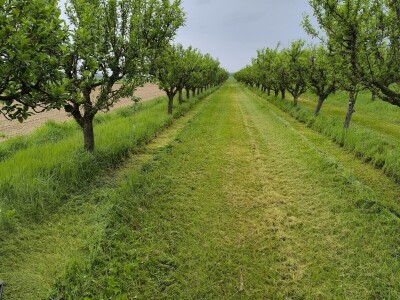 Arambašić voćne rakije