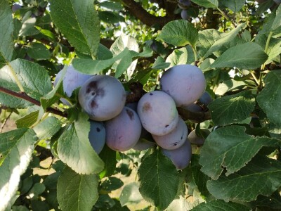 Arambašić voćne rakije