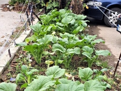 Kinezi uzgajaju povrće u žardinjerama