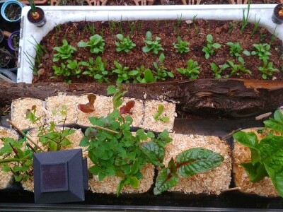 Arijana Mangafić: Moj vrt je moja oaza