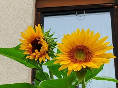 Arijana Mangafić: Moj vrt je moja oaza