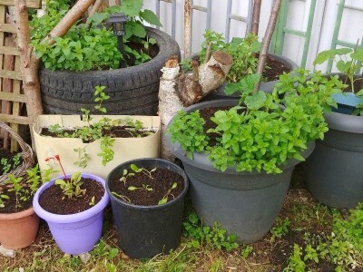 Arijana Mangafić: Moj vrt je moja oaza