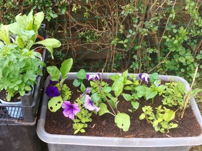 Arijana Mangafić: Moj vrt je moja oaza