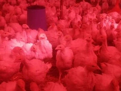 Od ideje do farme pura