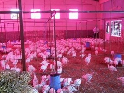 Farma broji 500 komada