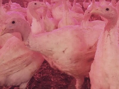 Pure za četiri mjeseca narastu na 15 kg