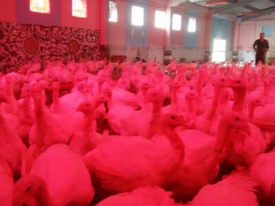 O purama nisu ništa znali