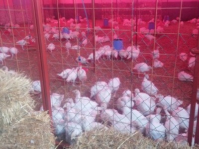 Podigli su kredit i krenuli u posao