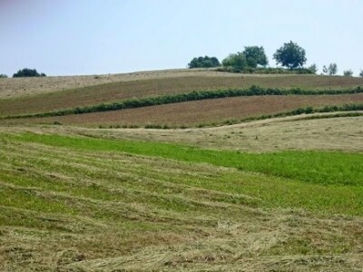 Pogled na duge, zelene redove buduće plantaže