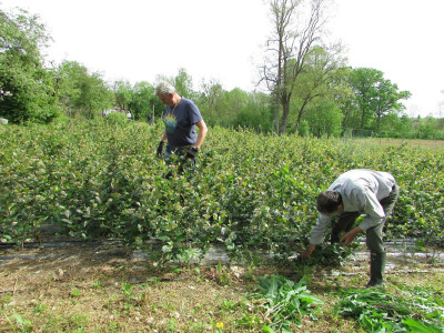 plantaže aronije plantaže aronije