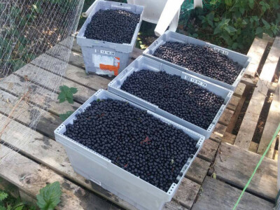 bobice aronije bobice aronije