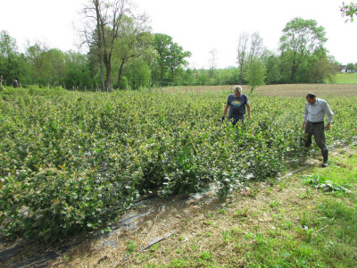 plantaže aronije plantaže aronije