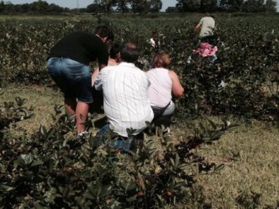 Ručna berba aronije na OPG Šarić