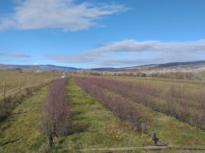 Aronija - egzotična voćka od koje se može pristojno živjeti u BiH Aronija - egzotična voćka od koje se može pristojno živjeti u BiH