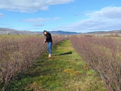 Aronija - egzotična voćka od koje se može pristojno živjeti u BiH Aronija - egzotična voćka od koje se može pristojno živjeti u BiH