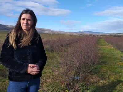 Aronija - egzotična voćka od koje se može pristojno živjeti u BiH Aronija - egzotična voćka od koje se može pristojno živjeti u BiH