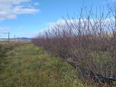 Aronija - egzotična voćka od koje se može pristojno živjeti u BiH Aronija - egzotična voćka od koje se može pristojno živjeti u BiH