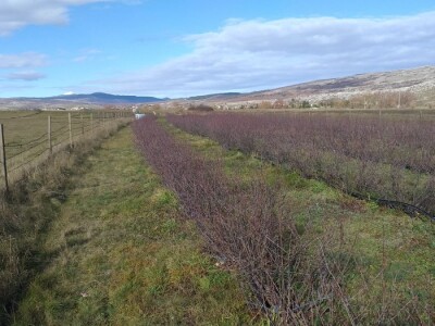 Aronija - egzotična voćka od koje se može pristojno živjeti u BiH Aronija - egzotična voćka od koje se može pristojno živjeti u BiH