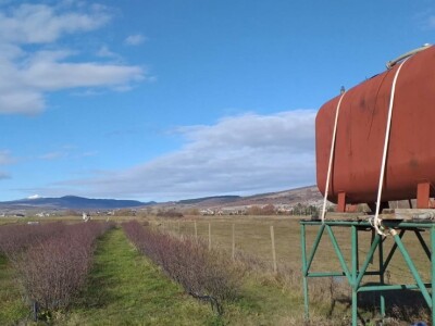 Aronija - egzotična voćka od koje se može pristojno živjeti u BiH Aronija - egzotična voćka od koje se može pristojno živjeti u BiH