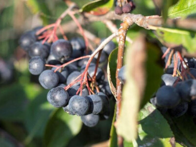 Aronija na plantaži OPG Jelčić