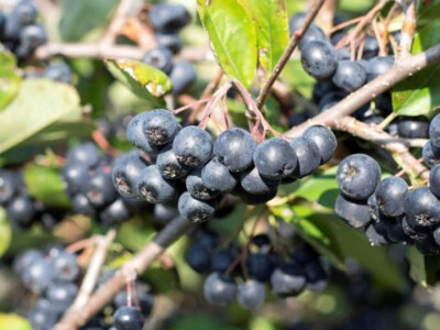 Aronija na plantaži OPG Jelčić