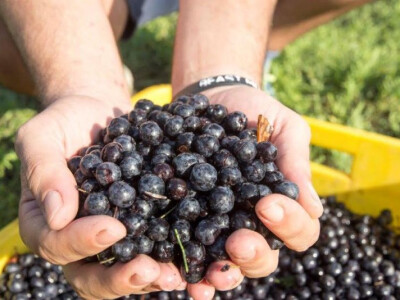 Kvalitetni plodovi aronije OPG Jelčić