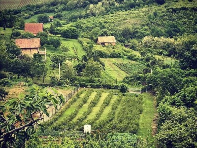 Svetlana i Duško Sedlar šest godina uzgajaju aroniju na Fruškoj gori
