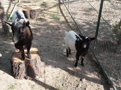 Arpad Kosoruš u porodičnom dvorištu napravio mini zoo-vrt