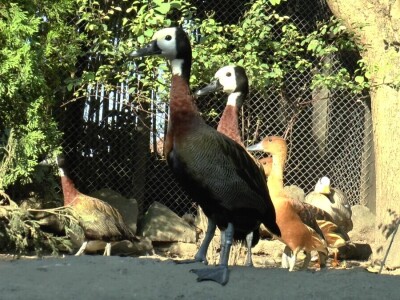 Arpad Kosoruš u porodičnom dvorištu napravio mini zoo-vrt