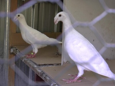 Arpad Kosoruš u porodičnom dvorištu napravio mini zoo-vrt