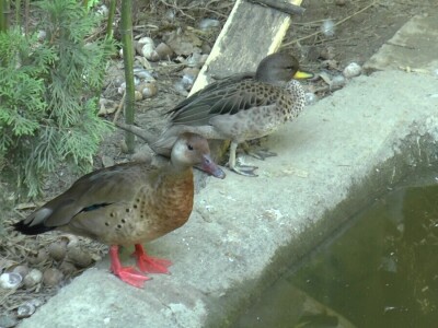 Arpad Kosoruš u porodičnom dvorištu napravio mini zoo-vrt