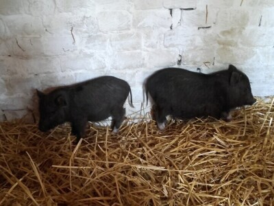 Arpad Kosoruš u porodičnom dvorištu napravio mini zoo-vrt