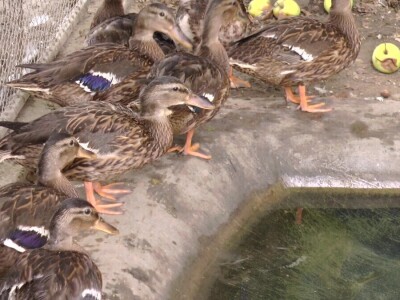 Arpad Kosoruš u porodičnom dvorištu napravio mini zoo-vrt