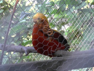 Arpad Kosoruš u porodičnom dvorištu napravio mini zoo-vrt