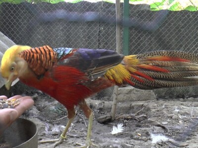 Arpad Kosoruš u porodičnom dvorištu napravio mini zoo-vrt