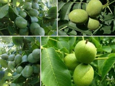 Asad Jelešković, stečeno znanje i iskustvo poljoprivrednicima prenosim kroz brojne edukacije širom BiH