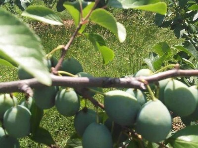 Asad Jelešković, stečeno znanje i iskustvo poljoprivrednicima prenosim kroz brojne edukacije širom BiH