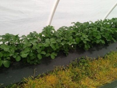 Asad Jelešković, stečeno znanje i iskustvo poljoprivrednicima prenosim kroz brojne edukacije širom BiH