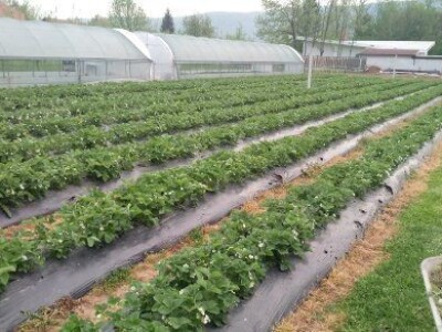 Asad Jelešković, stečeno znanje i iskustvo poljoprivrednicima prenosim kroz brojne edukacije širom BiH