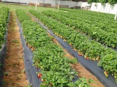 Asad Jelešković, stečeno znanje i iskustvo poljoprivrednicima prenosim kroz brojne edukacije širom BiH