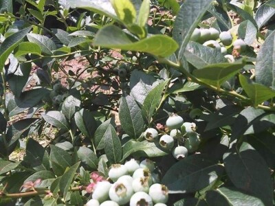 Asad Jelešković, stečeno znanje i iskustvo poljoprivrednicima prenosim kroz brojne edukacije širom BiH