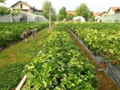 Asad Jelešković, stečeno znanje i iskustvo poljoprivrednicima prenosim kroz brojne edukacije širom BiH