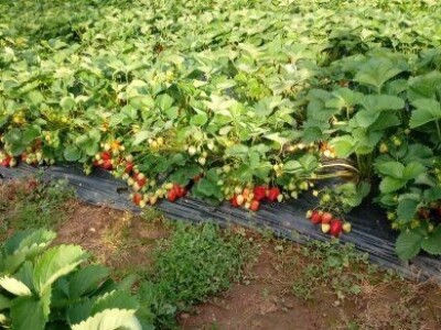 Asad Jelešković, stečeno znanje i iskustvo poljoprivrednicima prenosim kroz brojne edukacije širom BiH