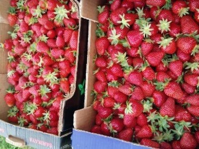 Asad Jelešković, stečeno znanje i iskustvo poljoprivrednicima prenosim kroz brojne edukacije širom BiH