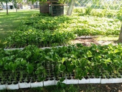 Asad Jelešković, stečeno znanje i iskustvo poljoprivrednicima prenosim kroz brojne edukacije širom BiH